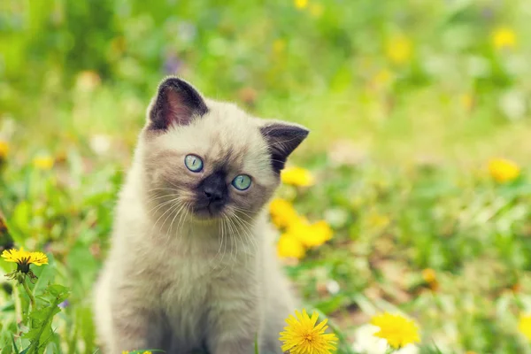 Pequeño gatito caminando sobre el césped de diente de león — Foto de Stock