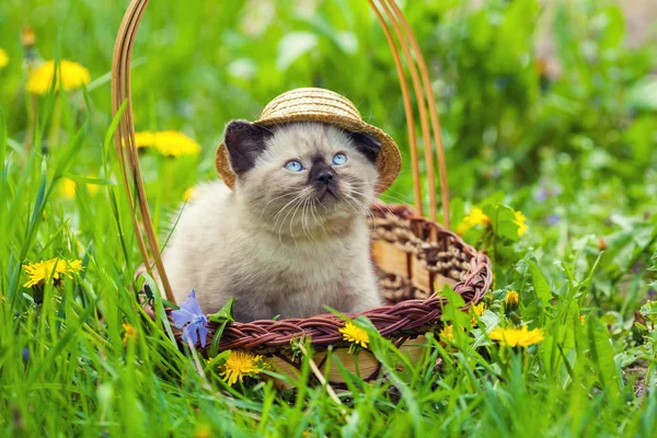 Котёнок в соломенной шляпе — стоковое фото