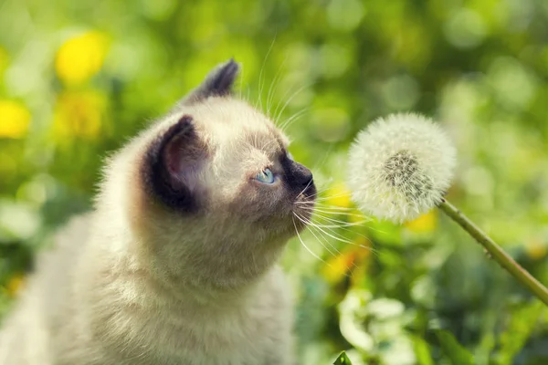Kattunge på maskros gräsmattan — Stockfoto