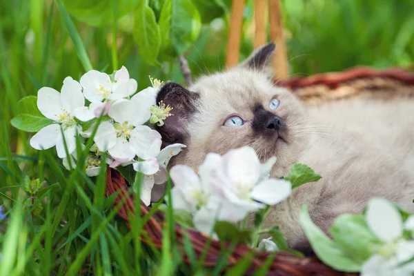 Kätzchen liegt in einem Korb mit Blumen — Stockfoto