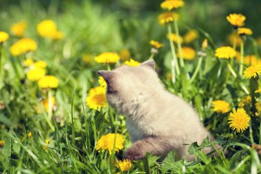 Karahindiba çim üzerinde yavru kedi