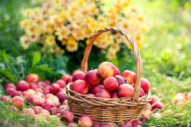 Kırmızı elmalı sepet