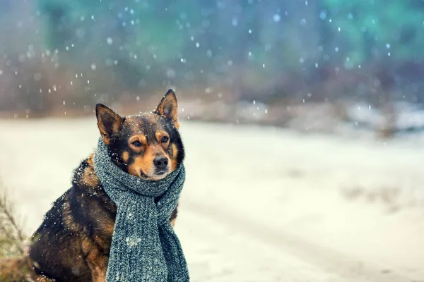 Dog with knitted scarf tied around the neck — Stock Photo, Image