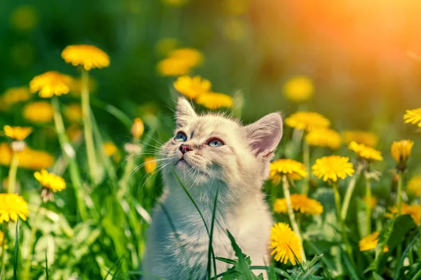 Gatito caminando en diente de león césped —  Fotos de Stock