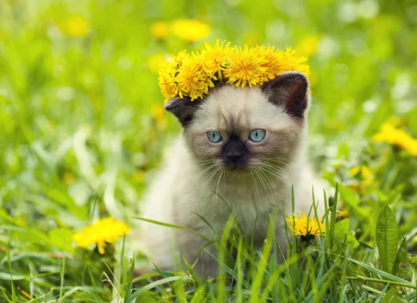 Котенок на лужайке одуванчика — стоковое фото