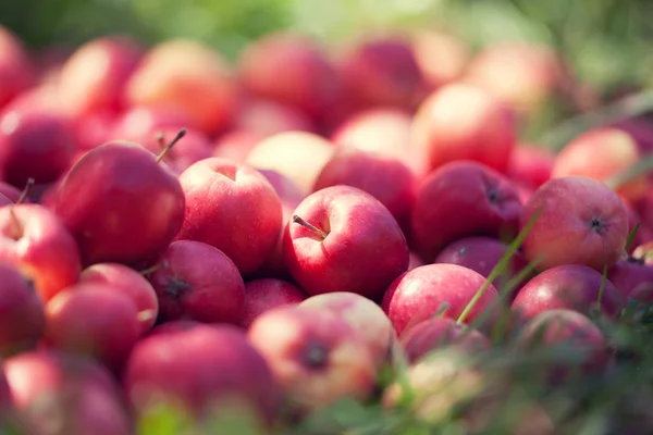 A bunch of red apples — Stock Photo, Image