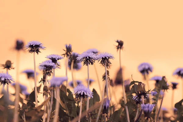 Dandelion flowers at sunset — Stock Photo, Image