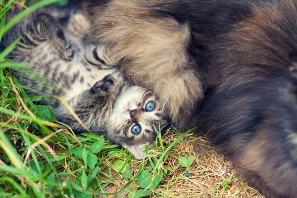 Маленький кошеня лежить біля маминого кота — стокове фото