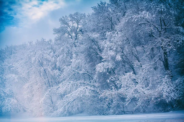 Skog täckt med snö — Stockfoto
