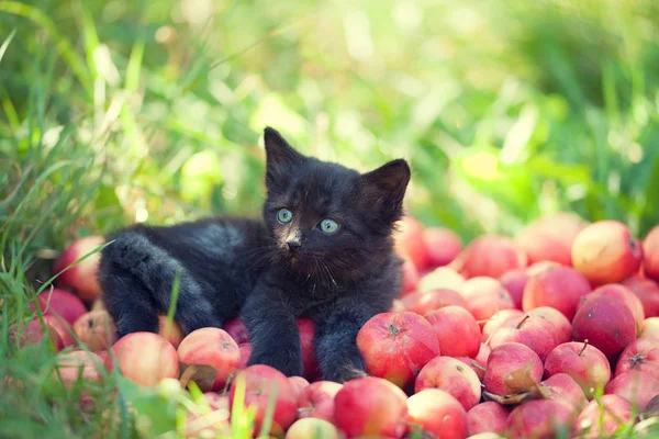 Kotě na hromadě červená jablka — Stock fotografie