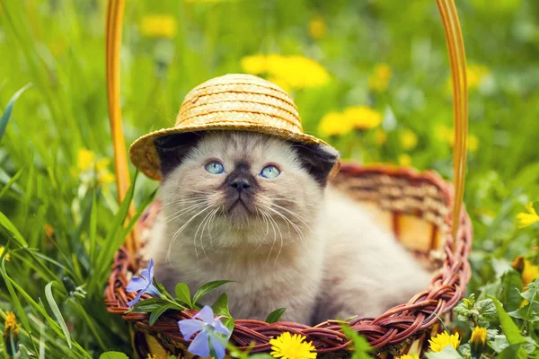 Kitten with straw heat — Stock Photo, Image