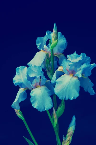 Vintage iris flowers — Stock Photo, Image