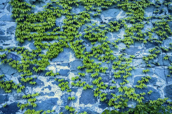 Green creeper plant on stone — Stock Photo, Image