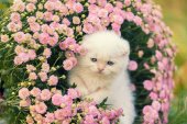 Картина, постер, плакат, фотообои "kitten sitting in flowers", артикул 146404765