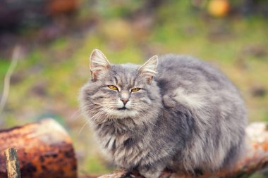 kedi ahşap oturum rahatlatıcı