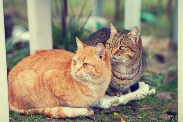 Dois gatos sentados ao ar livre — Fotografia de Stock