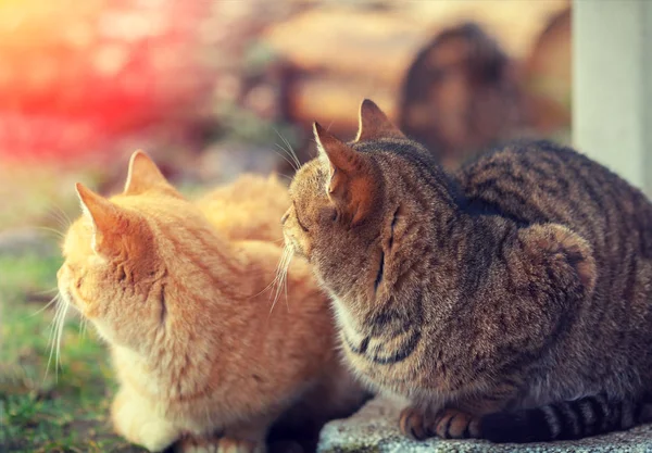 Две кошки сидят на улице — стоковое фото