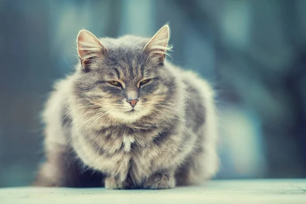 Симпатичная сибирская кошка — стоковое фото