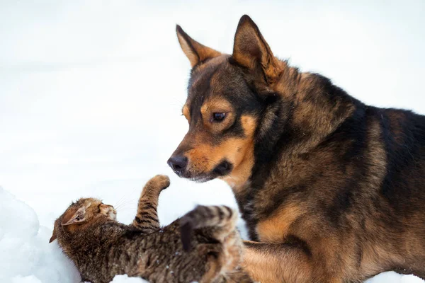 Un perro y un gatito juegan en la nieve — Foto de Stock