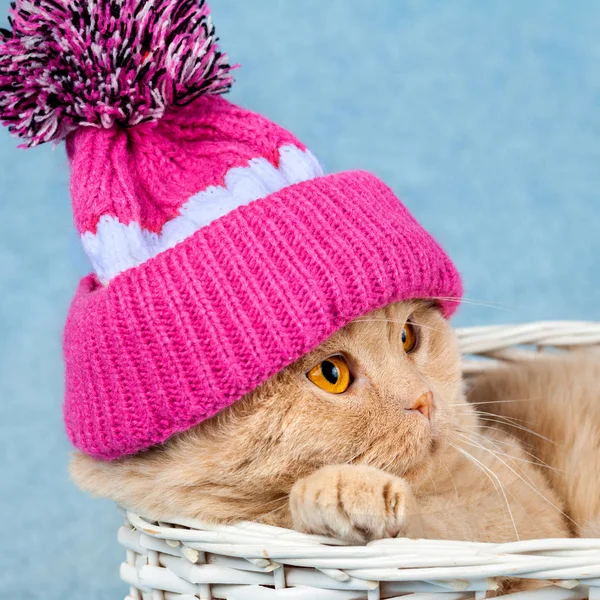 小物 ANDWANG Fluffy cat knit hat Adjustable Knitted Cute Cat Hat