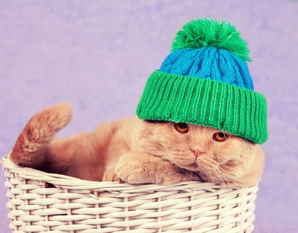 Cat wearing a knitted cap — Stock Photo, Image