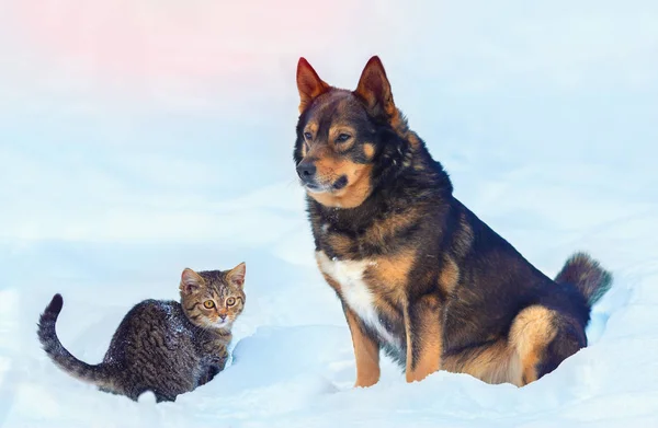 Stor hund och liten kattunge i snö — Stockfoto