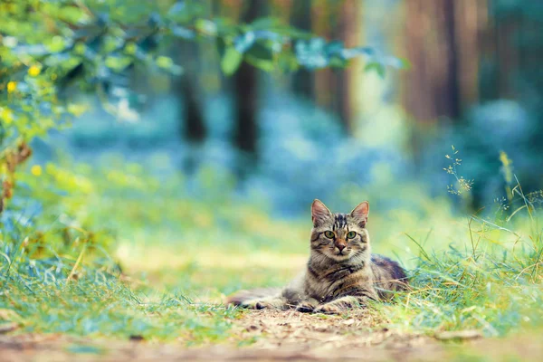 Cat lying in the forest — Stock Photo, Image