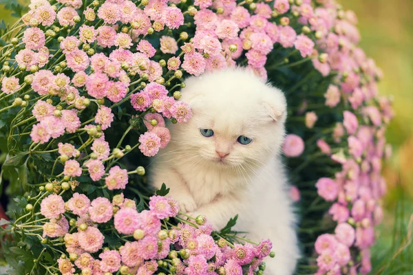 Chaton assis dans les fleurs — Photo