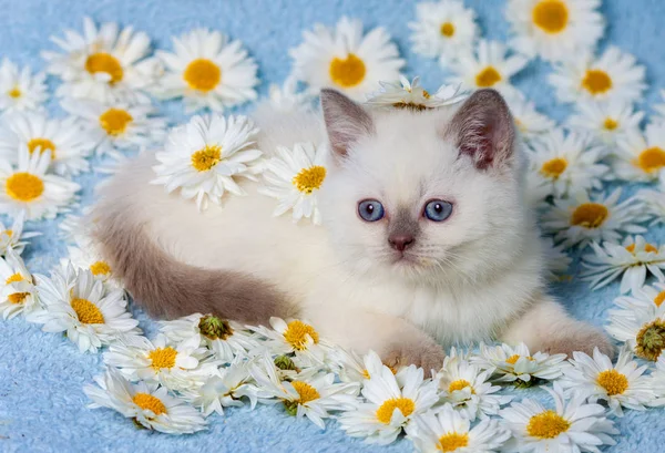 Kotek relaksujący na kwiaty — Zdjęcie stockowe