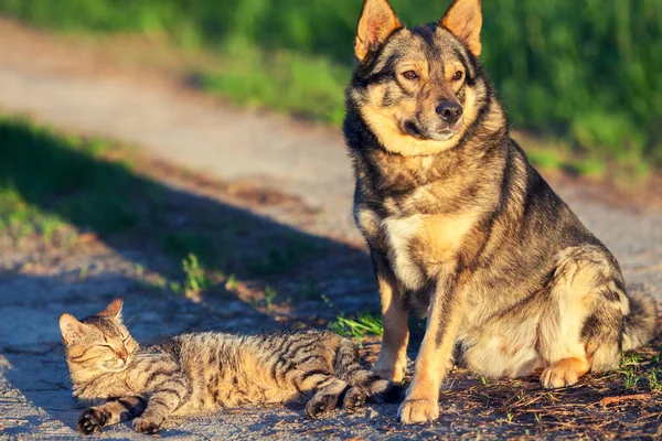 Собака і кіт розслабляються разом — стокове фото