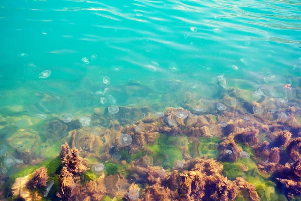 Quallen im Meerwasser — Stockfoto