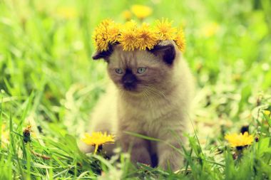 karahindiba çelenk taç yavru kedi