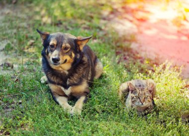 Köpek ve kedi birlikte çim üzerinde yalan