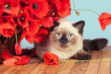 haşhaş ile kedi