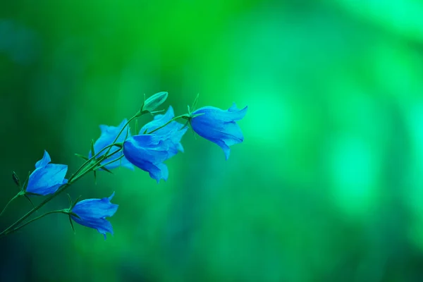 Blaue Glockenblumen — Stockfoto