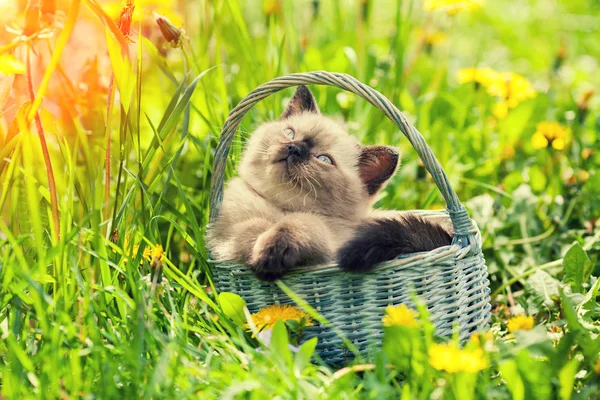 Котенок сидит в корзине на траве — стоковое фото