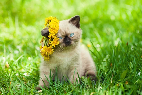 Gatinho coroado dandelion chaplet — Fotografia de Stock