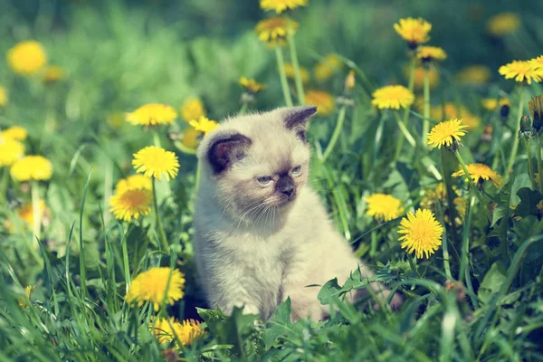 Котенок ходит по лужайке одуванчика — стоковое фото