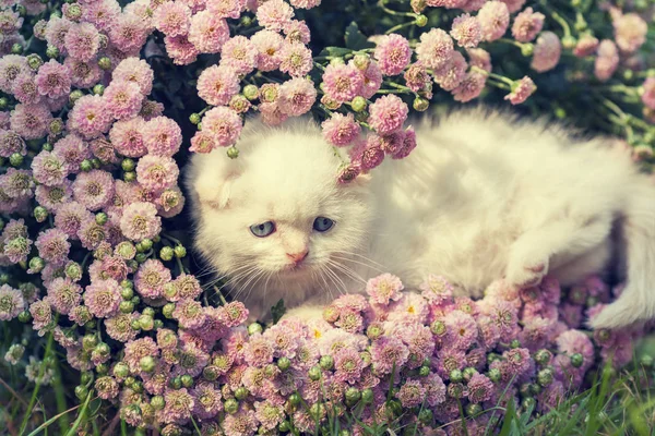 Kattunge som gömmer sig i blommor — Stockfoto