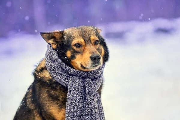 Perro con bufanda de punto atada alrededor del cuello — Foto de Stock