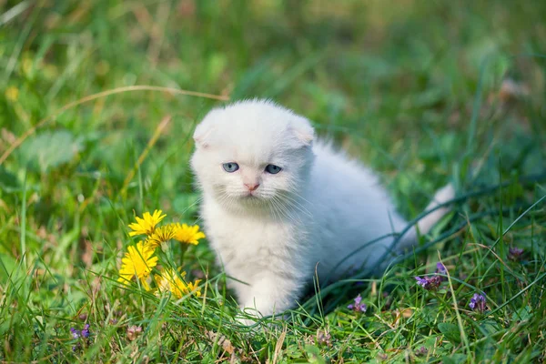 고양이 잔디에 머물고 — 스톡 사진