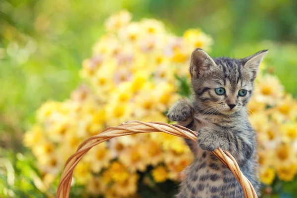 Kitten in the garden with flowers — Stock Photo, Image