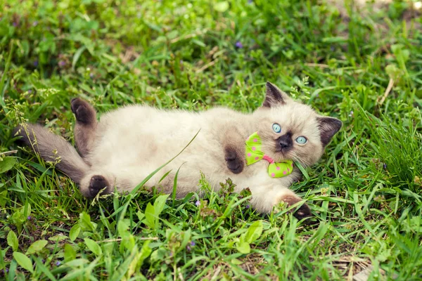 고양이 잔디에 누워 — 스톡 사진