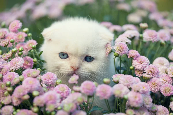 Kätzchen versteckt sich in Blumen — Stockfoto