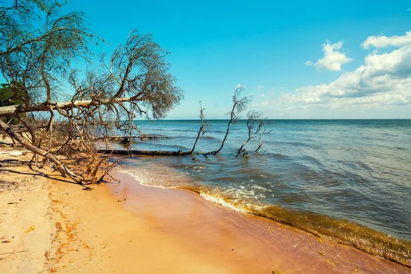 Vahşi çöl beach — Stok fotoğraf