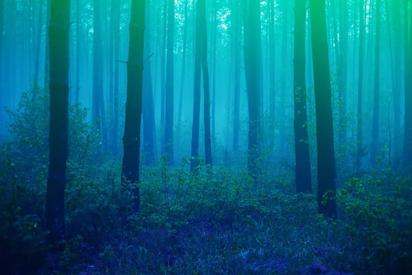 Floresta nebulosa no início da manhã — Fotografia de Stock