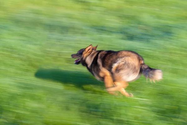 Perro corriendo en la hierba — Foto de Stock