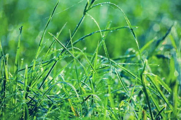 Green lawn after rain — Stock Photo, Image