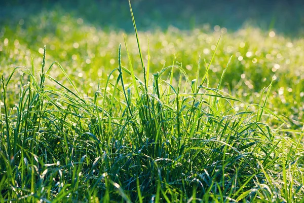 Grön gräsmatta efter regn — Stockfoto