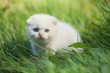 otların arasında kalan yavru kedi